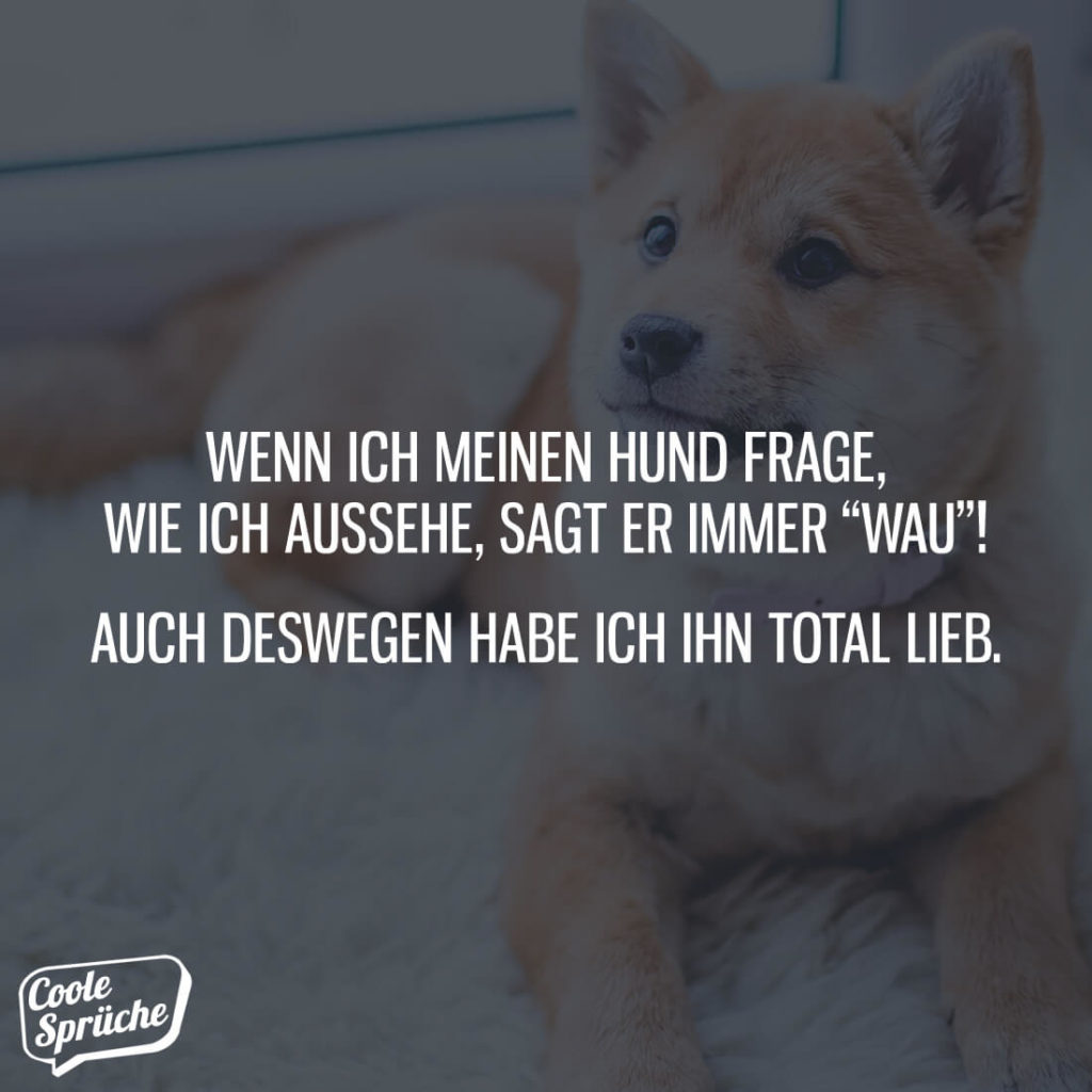 Wenn ich meinen Hund frage, wie ich aussehe Coole Sprüche